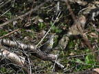 yellow-rumped warbler setophaga coronata wehr whitnall park 4939 13apr26