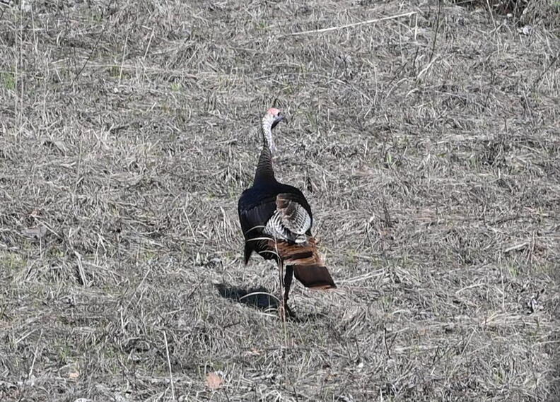 turkey_meleagris_gallopavo_wehr_whitnall_park_4972_22apr26.jpg