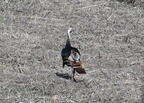 turkey meleagris gallopavo wehr whitnall park 4972 22apr26