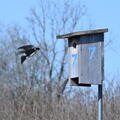 tree swallow wehr whitnall park 4983 22apr26