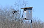 tree swallow wehr whitnall park 4983 22apr26