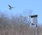 tree swallow wehr whitnall park 4980 22apr26