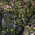 crab apple wehr whitnall park 4971 22apr26