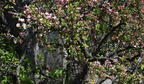 crab apple wehr whitnall park 4971 22apr26