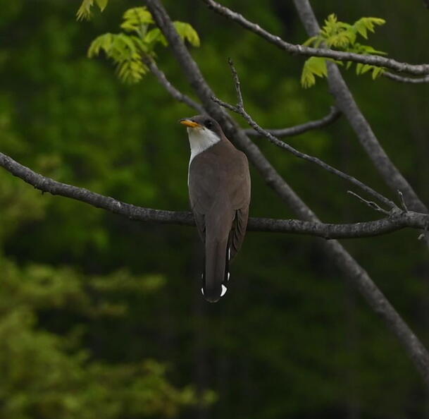 yellow_billed_cuckoo_coccyzus_americanus_wehr_5195_18may26.jpg