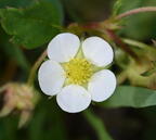 strawberry fragaria virginiana wehr 5174 18may26