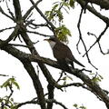 yellow billed cuckoo coccyzus americanus wehr 5178 18may26