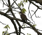 yellow billed cuckoo coccyzus americanus wehr 5178 18may26