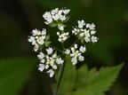 smooth sweet cicely osmorhiza longistylis wehr 5204 18may26