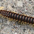 flat backed millipede apheloria virginiensis wehr 5173 18may26