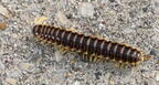 flat backed millipede apheloria virginiensis wehr 5173 18may26