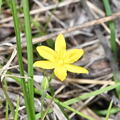common gold star hypoxis hirsuta wehr 5207 18may26