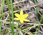 common gold star hypoxis hirsuta wehr 5207 18may26