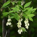 bladdernut staphylea trifolia wehr 5198 18may26