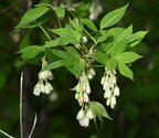 bladdernut staphylea trifolia wehr 5198 18may26