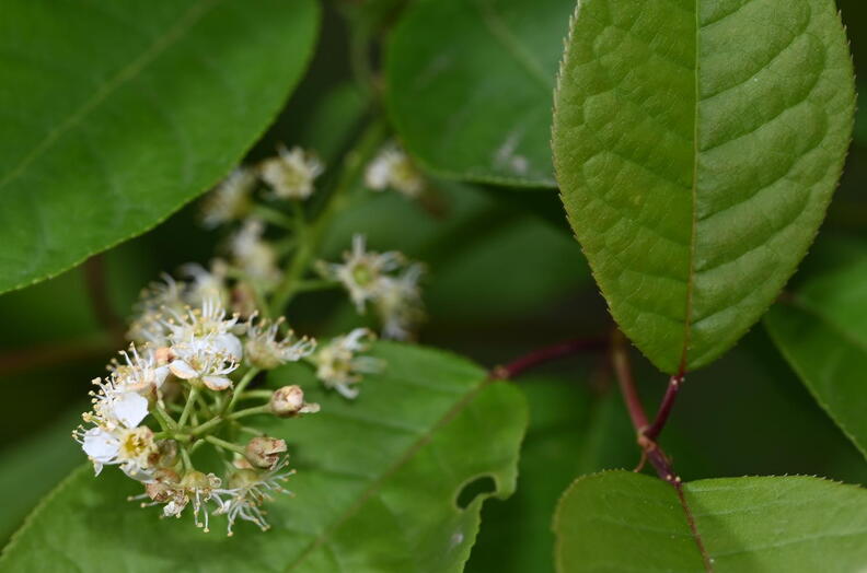 chokecherry_prunus_virginiana_wehr_5202_18may26.jpg