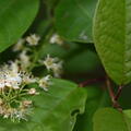 chokecherry prunus virginiana wehr 5202 18may26