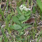 bastard toadflax comandra umbellata wehr 5209 18may26