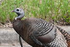 turkey meleagris gallopavo wehr whitnall park 5092 27apr26