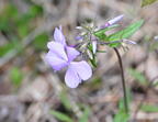 unknown wehr whitnall park 5082 27apr26