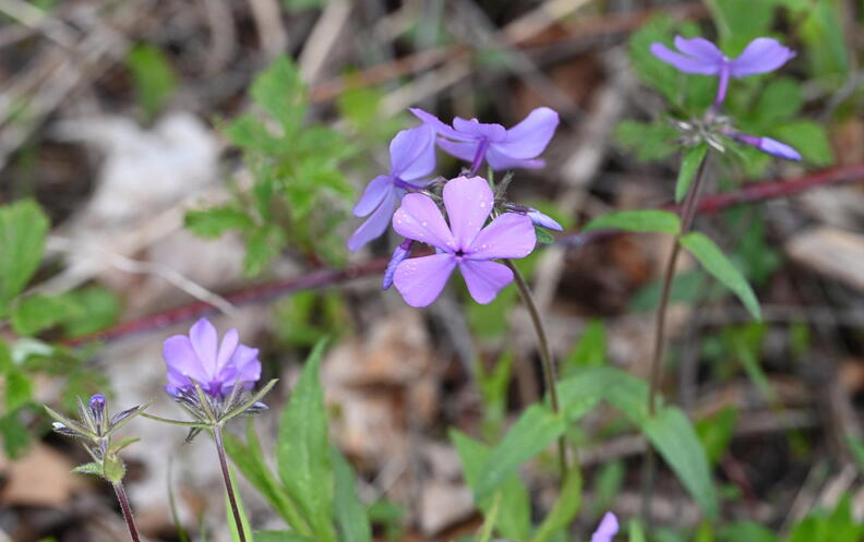 blue_phlox_phlox_divaricata_wehr_whitnall_park_5083_27apr26.jpg