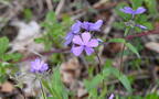 blue phlox phlox divaricata wehr whitnall park 5083 27apr26