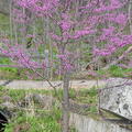 redbud cercis canadensis wehr whitnall park 5084 27apr26
