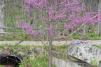 redbud cercis canadensis wehr whitnall park 5084 27apr26