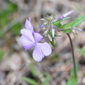 blue phlox phlox divaricata wehr whitnall park 5082 27apr26