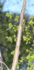 unknown whitnall park 5125 4may26