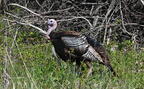 turkey meleagris gallopavo whitnall park 5134 4may26