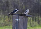 tree swallow tachycineta bicolor whitnall park 5115 4may26