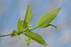 european spindle tree euonymus europaeus whitnall park 5128 4may26