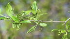 european spindle tree euonymus europaeus whitnall park 5129 4may26