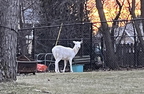 white fallow deer dama dama 9133 13mar26