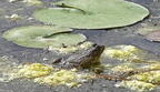 green frog lithobates clamitans wehr whitnall park 5247 1jun26