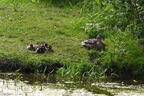 female mallard wehr whitnall park 5244 1jun26