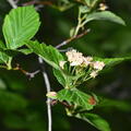 cockspur crataegus crus-galli wehr whitnall park 5241 1jun26