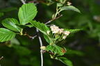 cockspur crataegus crus-galli wehr whitnall park 5241 1jun26