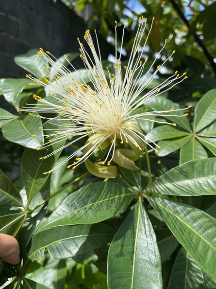 money_tree_pachira_glabra_amados_garden_bayambang_8432_30sep25.jpg