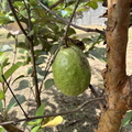 guava amados garden bayambang 8433 30sep25
