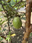 guava amados garden bayambang 8433 30sep25