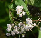 white snakeroot ageratina altissima kykuit 4619 22oct25