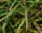 sweetfern comptonia peregrina kykuit 4616 22oct25