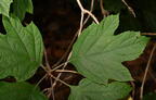 oakleaf hydrangea hydrangea quercifolia kykuit 4626 22oct25