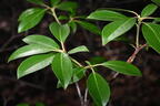 mountain laurel kalmia latifolia kykuit 4634 22oct25