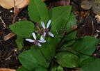 blue wood aster symphyotrichum cordifolium kykuit 4624 22oct25