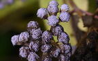 blue mistflower conoclinium coelestinum kykuit 4622 22oct25