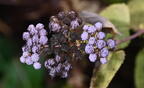 blue mistflower conoclinium coelestinum kykuit 4621 22oct25