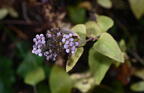 blue mistflower conoclinium coelestinum kykuit 4621a 22oct25